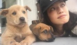 娱乐圈爆料流浪狗是谁呀,流浪狗身份揭秘，竟是神秘明星！