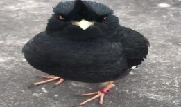 八哥今年爆料了吗视频,揭秘娱乐圈幕后真相